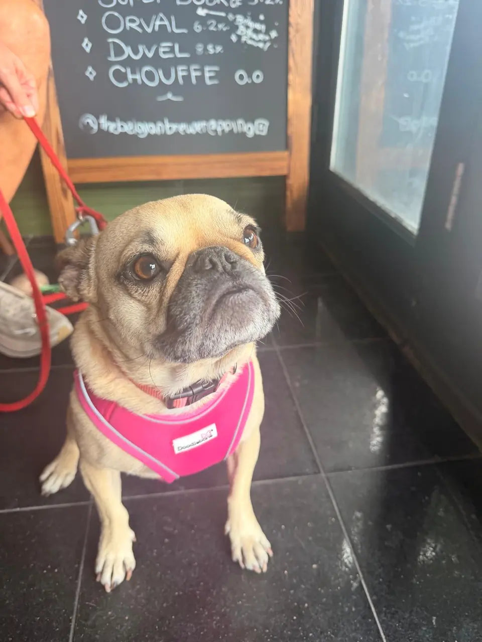 A fawn pug in a pink harness looking up beside the café's chalkboard bottle list