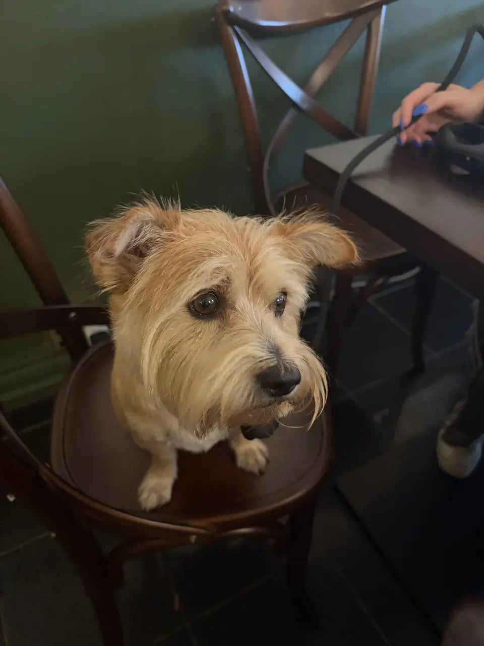 A scruffy wheaten terrier sitting up on a bentwood café chair