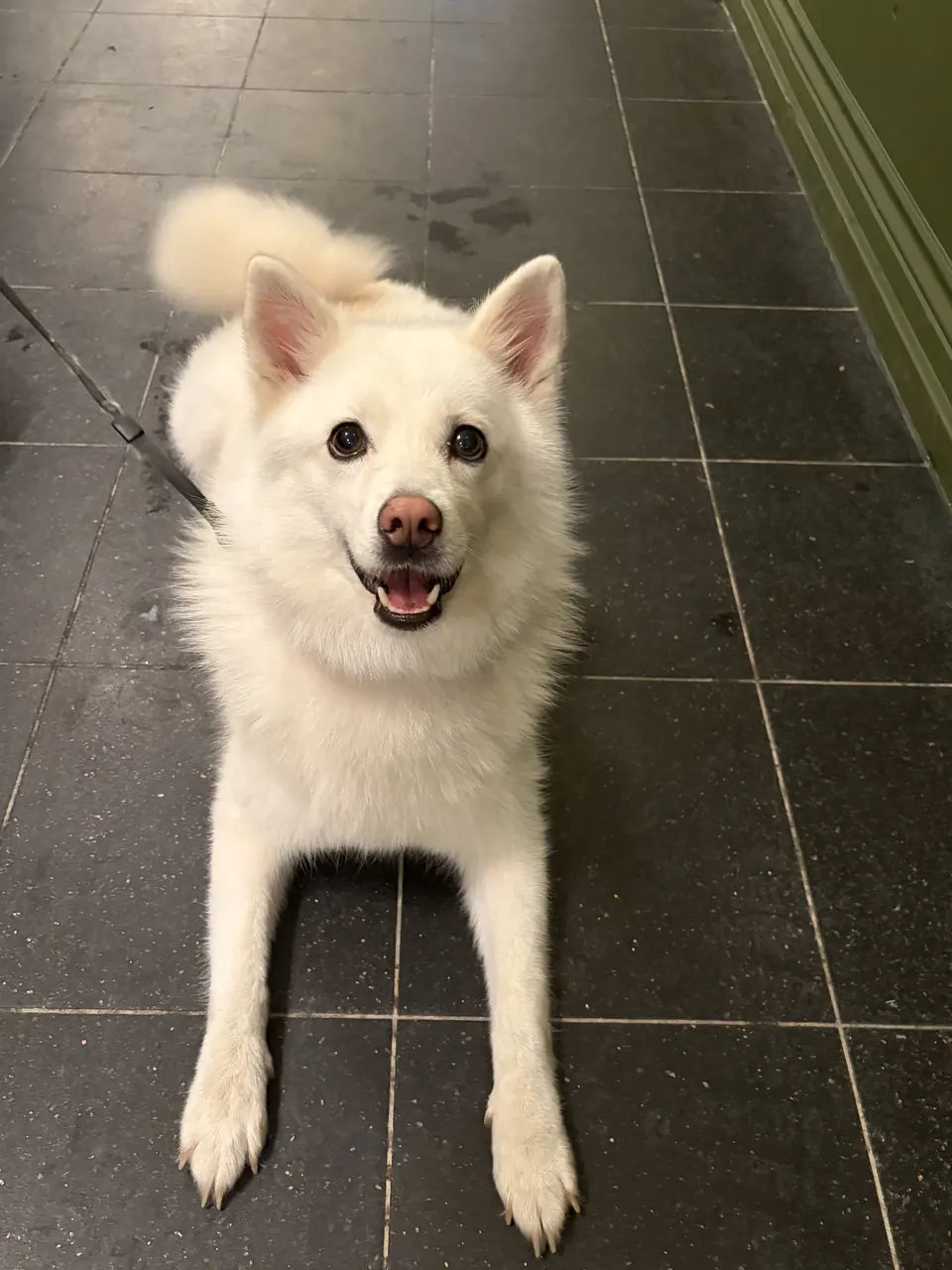 A white fluffy spitz lying on the tiled floor, mouth open in a grin