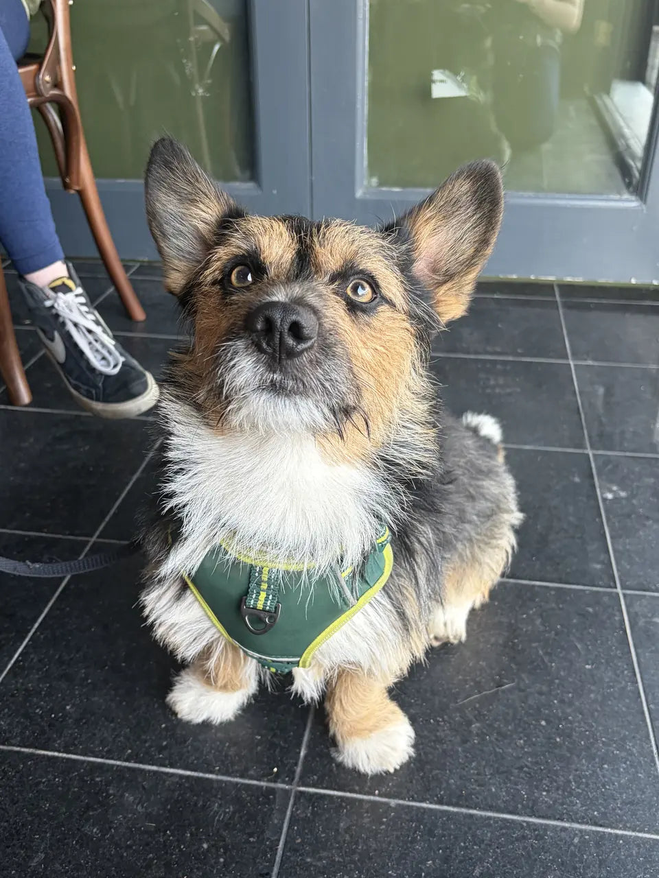 A black, tan and white dog with tall upright ears in a green harness by the glazed doors