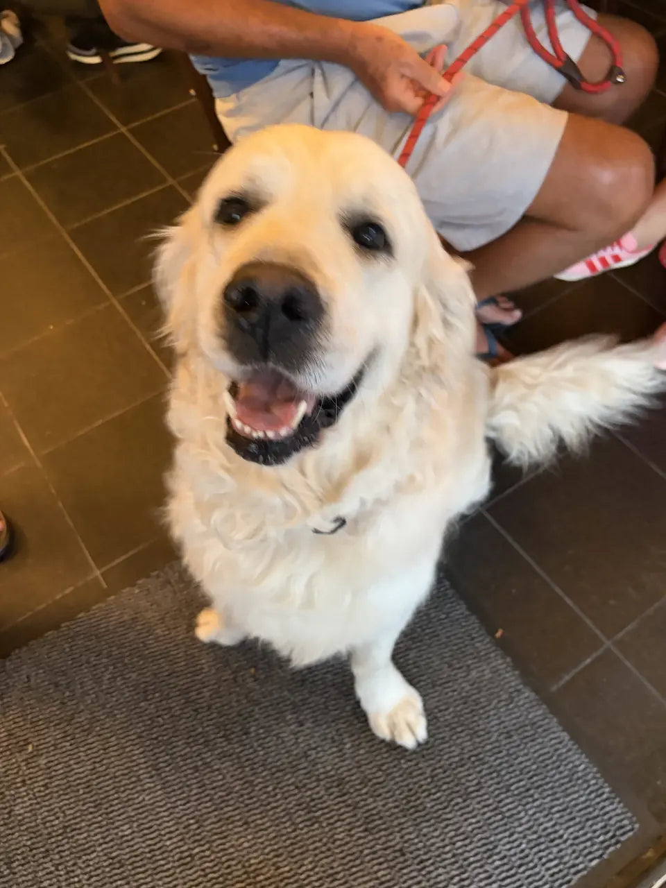 A pale golden retriever grinning on the doormat, tail mid-wag
