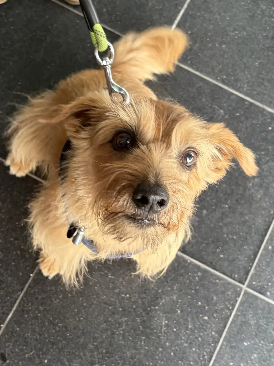 A shaggy golden terrier on a lead, looking straight up at the camera