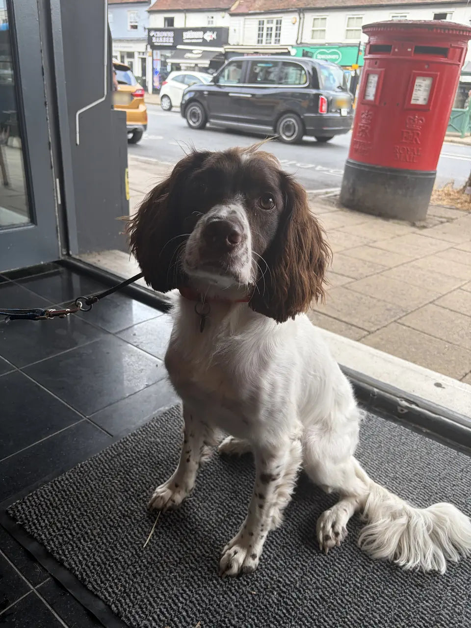 A brown and white spaniel in the open doorway, with Epping High Street and a red post box behind