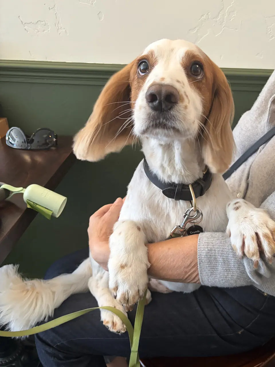 A white and tan spaniel with long ears sitting on its owner's lap at a café table