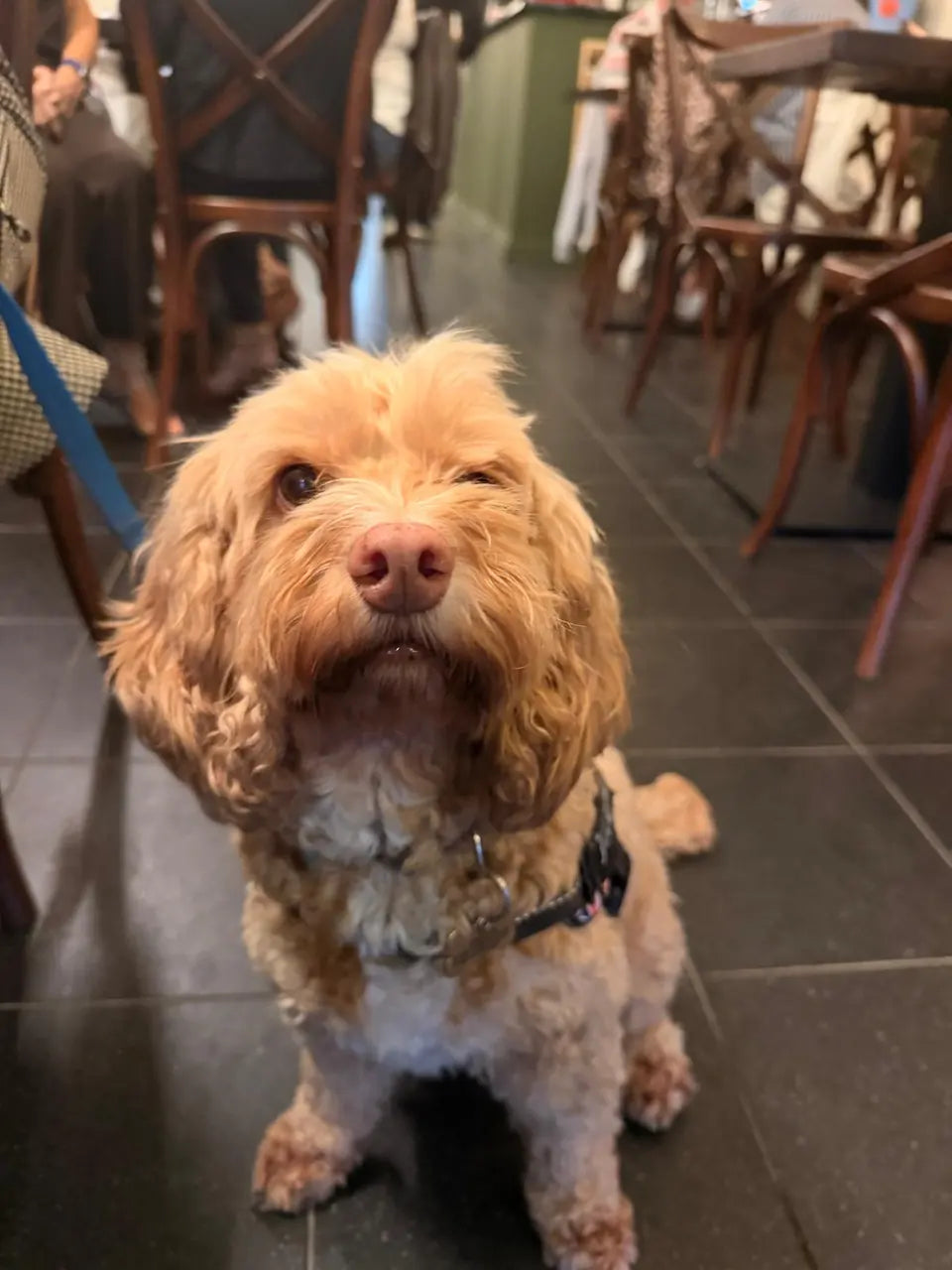 A curly apricot dog sitting close to the camera between the tables