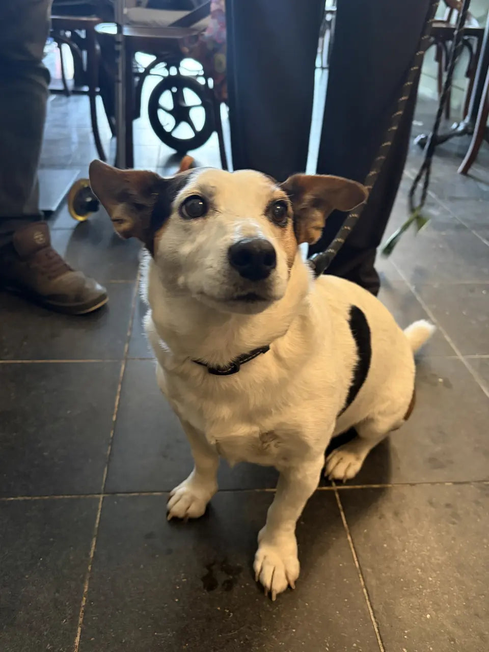 A white terrier with brown ears sitting under the tables among guests' feet