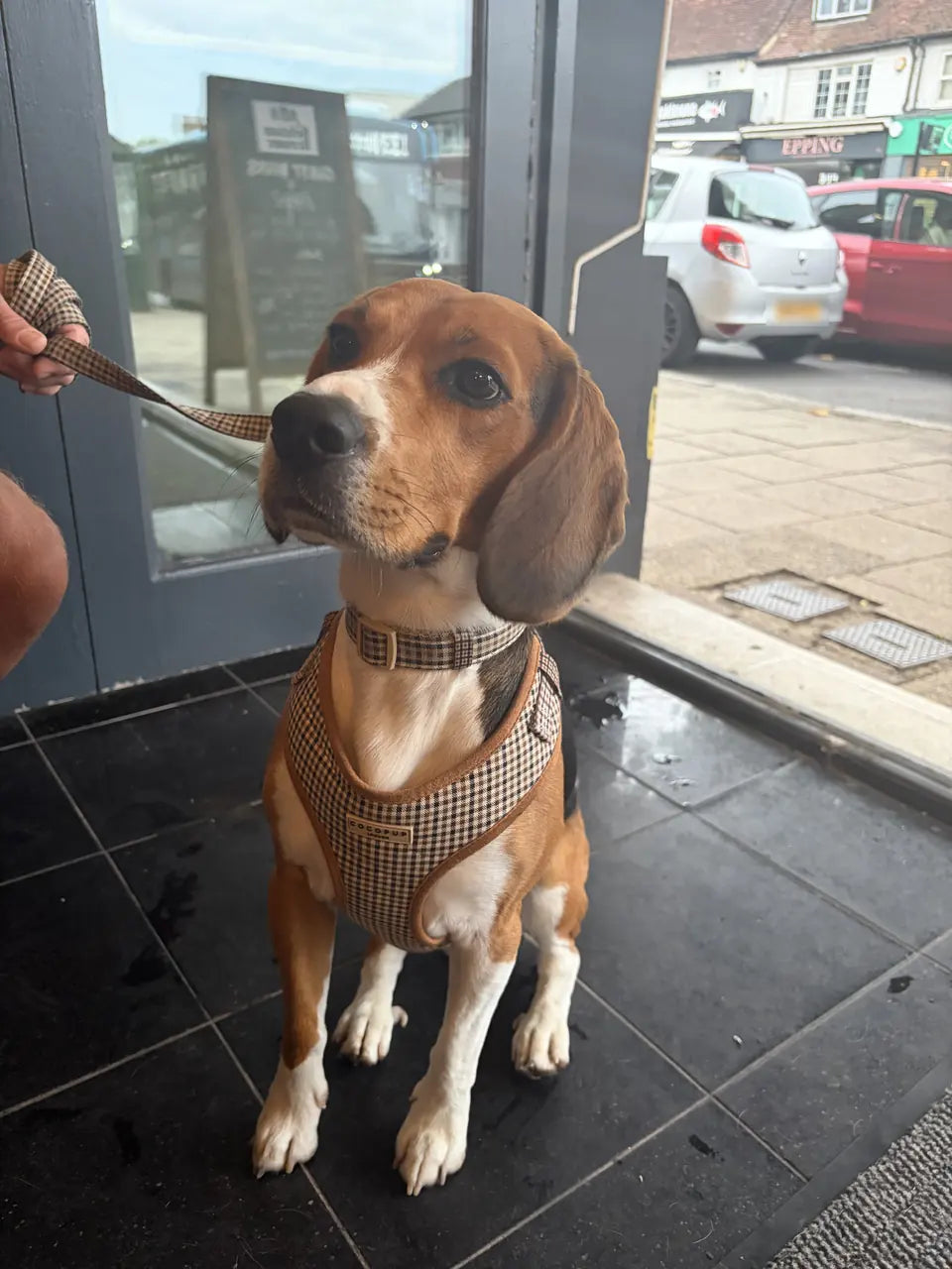 A beagle in a checked harness in the café doorway, the High Street outside