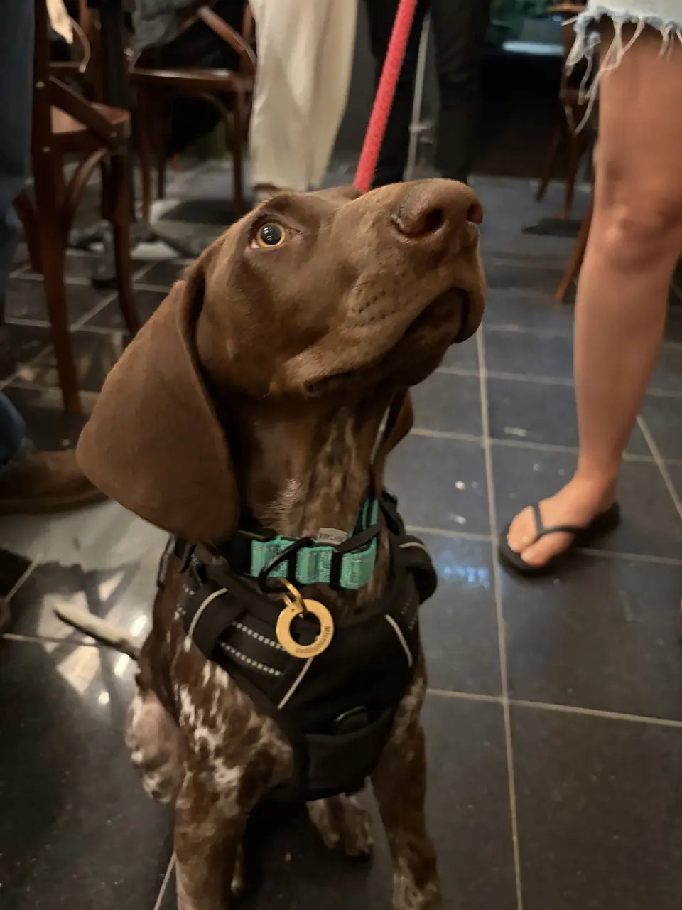 A liver-ticked pointer in a black harness looking up between guests