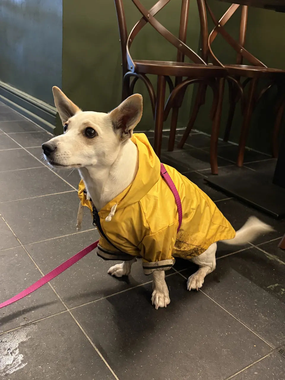 A cream dog in a yellow raincoat sitting beside the bentwood chairs