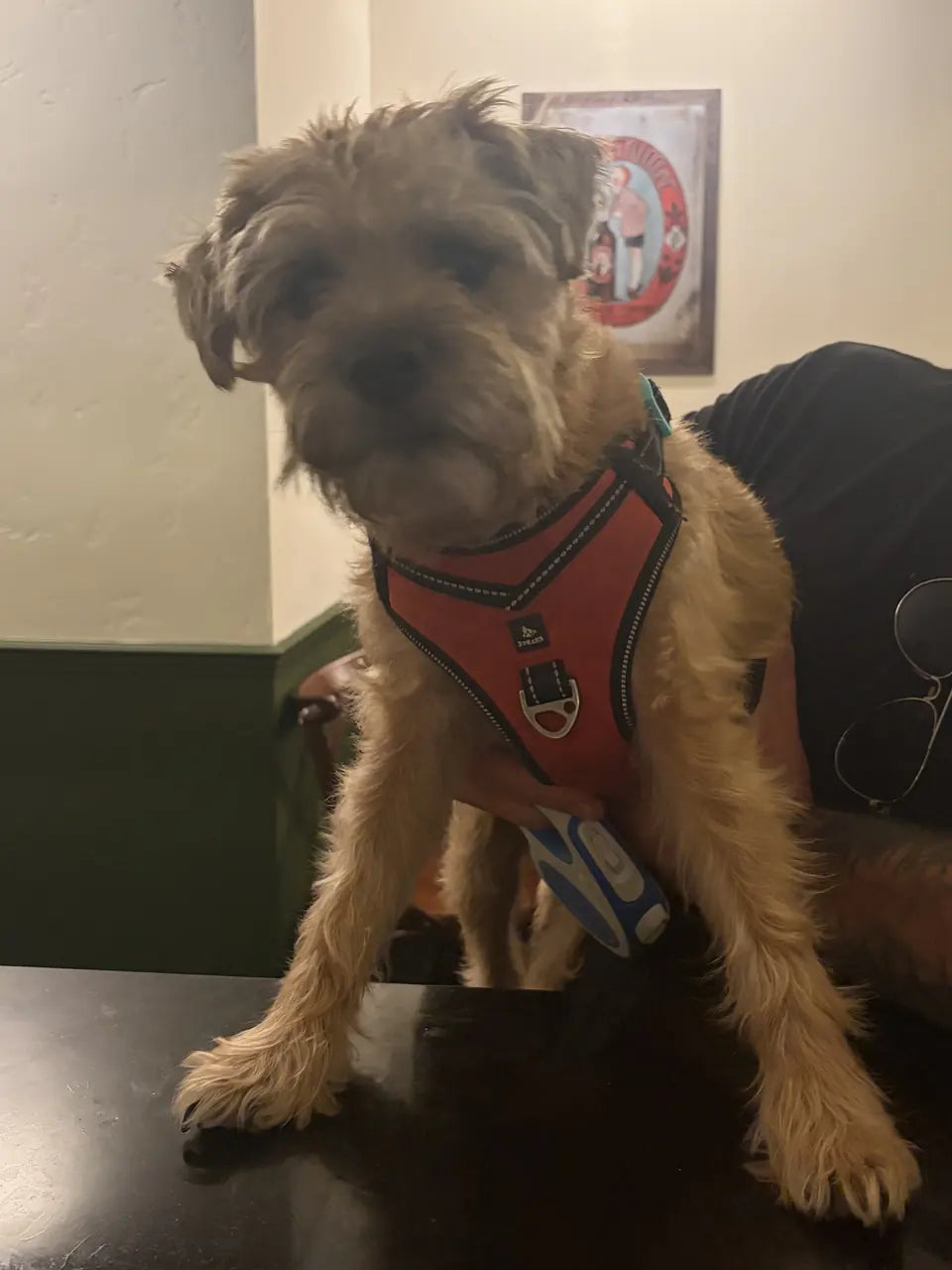 A scruffy fawn terrier in a red harness standing on a table next to its owner