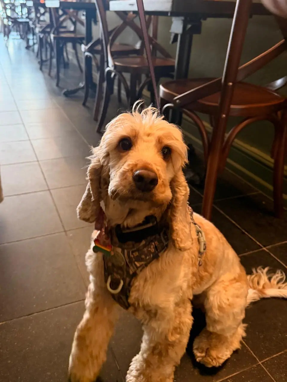 A golden cocker spaniel in a patterned harness beside the café tables
