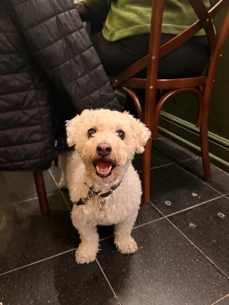 A small white fluffy dog grinning at the camera under a chair