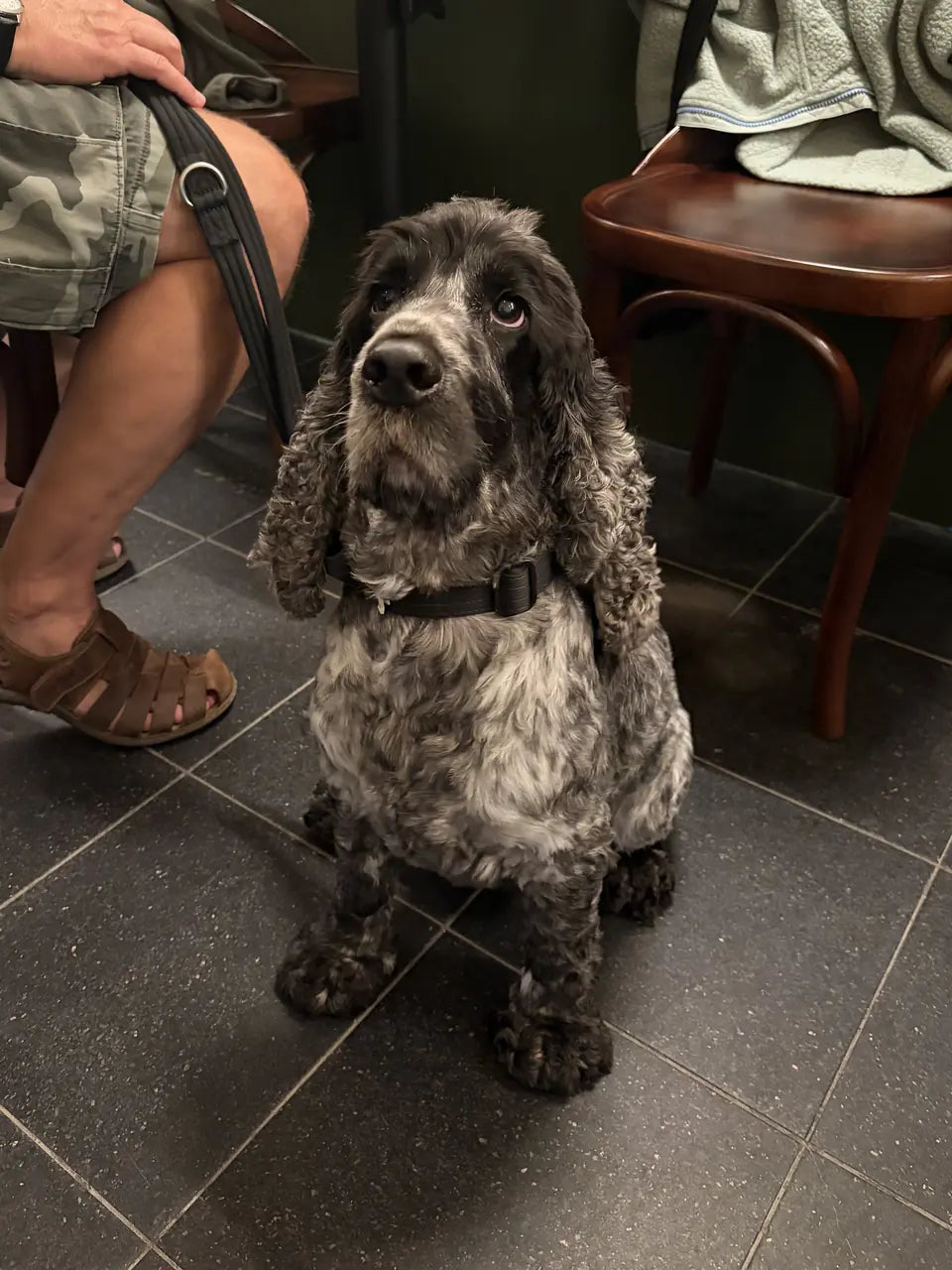 A blue roan cocker spaniel sitting at its owner's feet