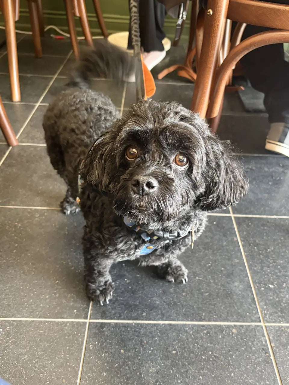 A small black curly-coated dog looking up from the tiled floor