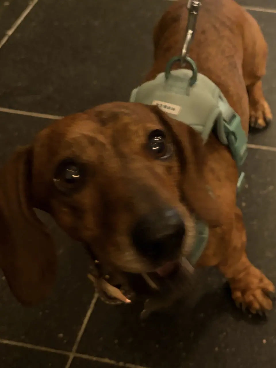 A red-brown dachshund pushing its nose right up to the camera