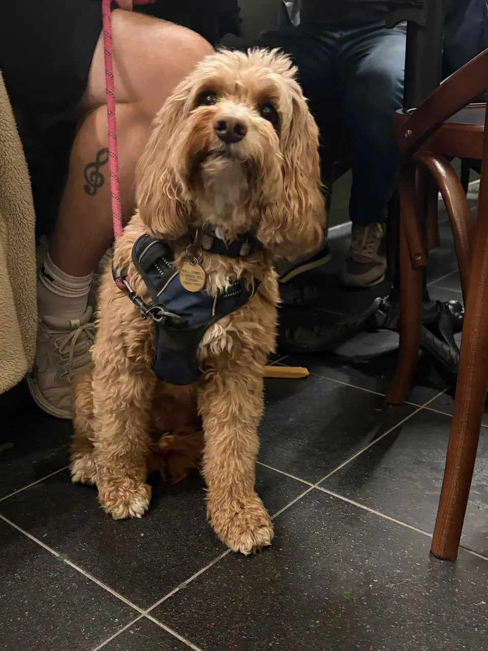 A caramel curly-coated dog in a navy harness sitting under the table