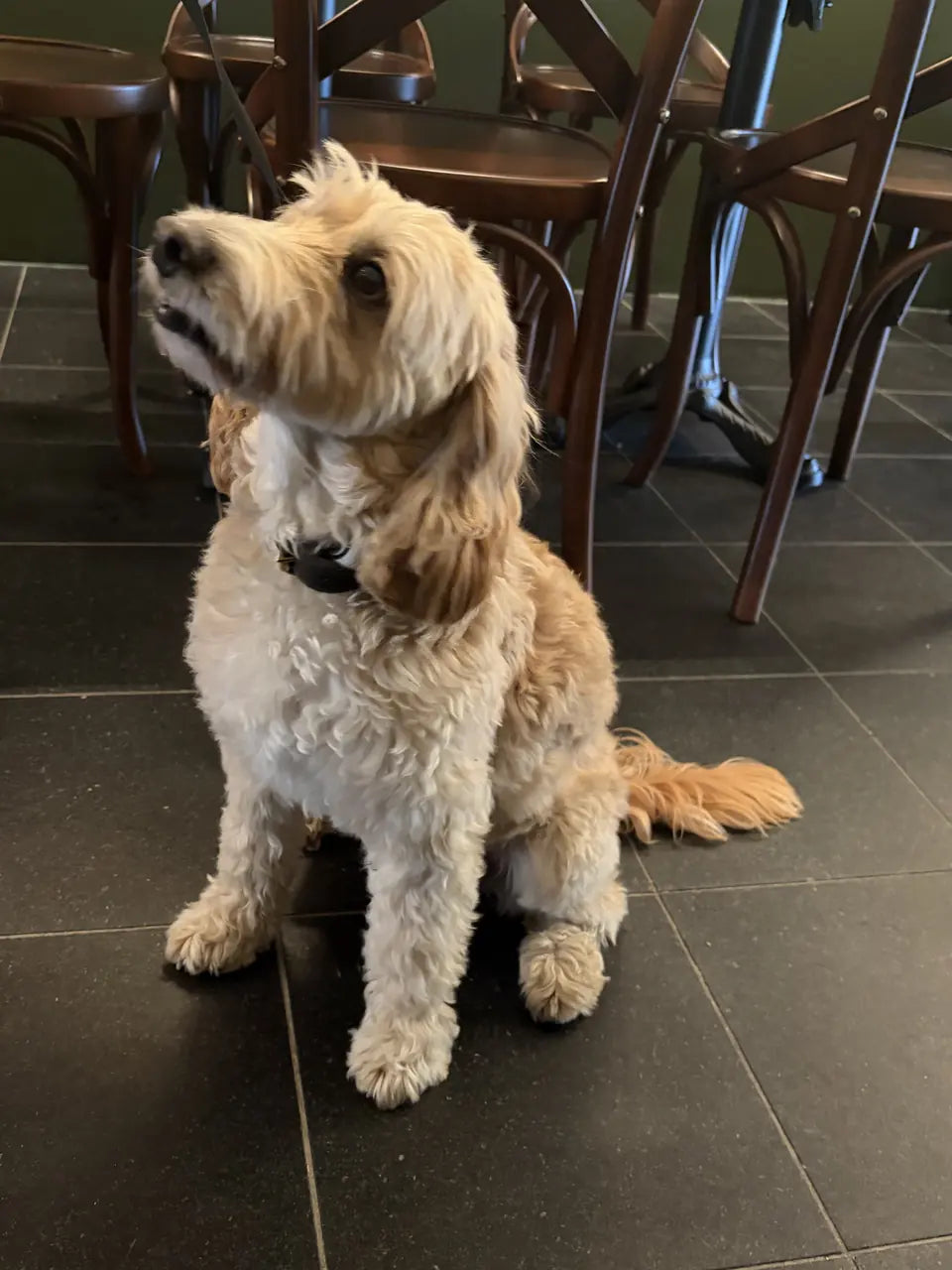 A cream and apricot curly-coated dog gazing off to one side between the tables