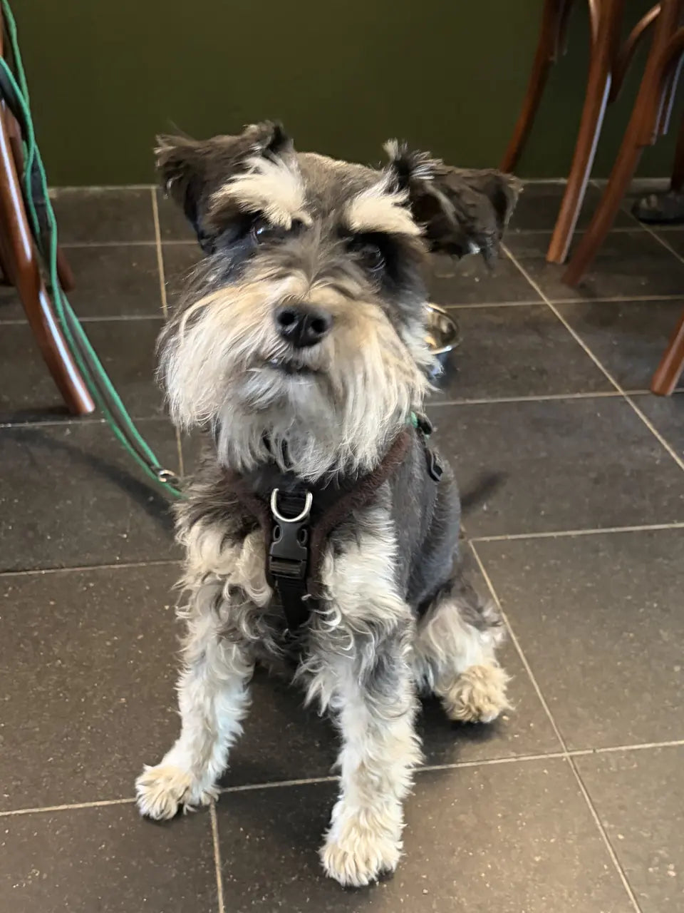 A grey and white schnauzer sitting neatly on the tiled floor