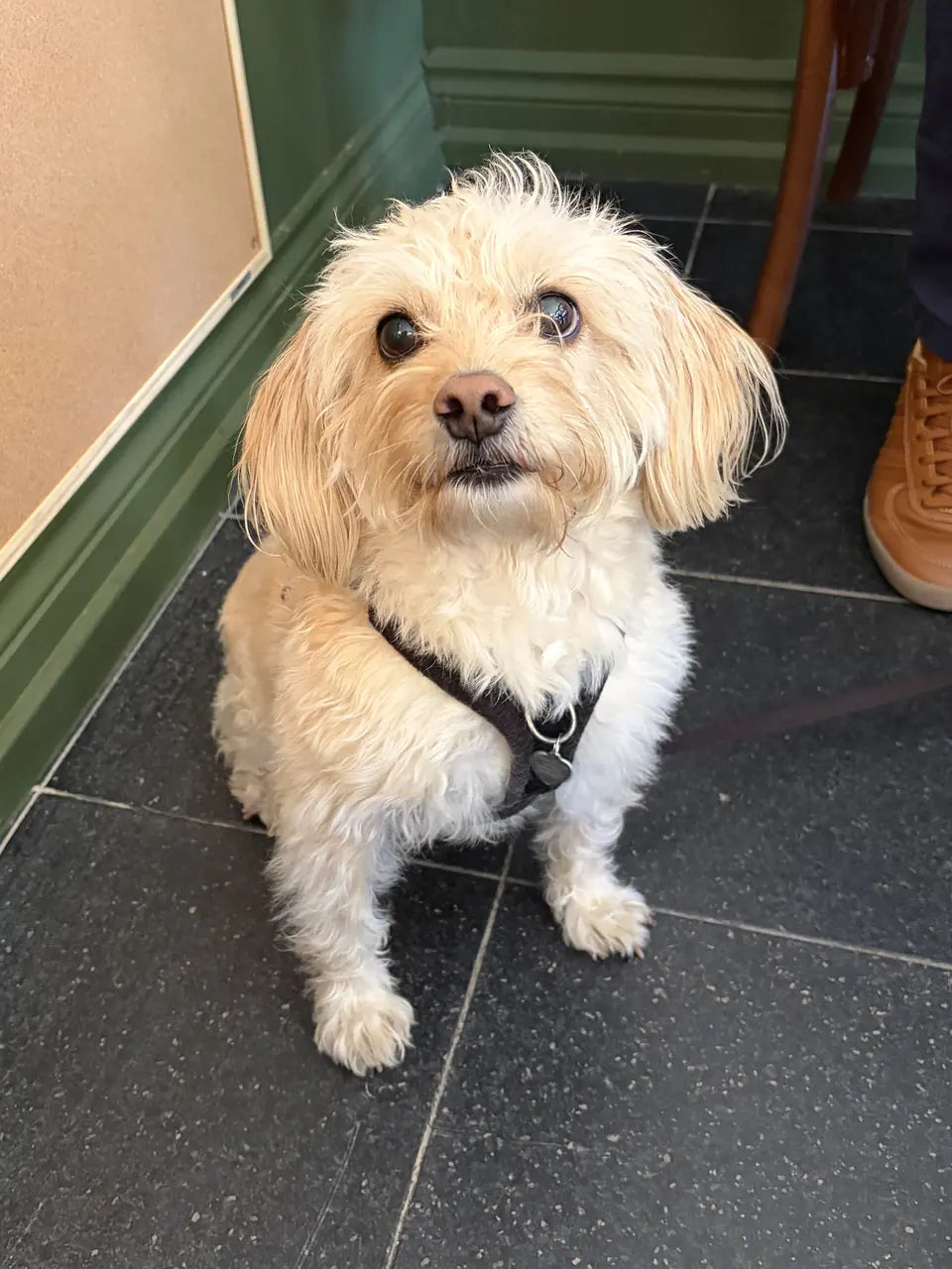 A small white fluffy dog in a black harness beside the green skirting