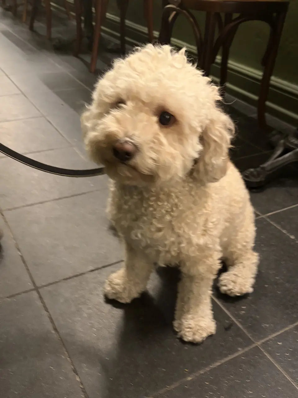 A cream curly-coated dog sitting in front of a row of bentwood chairs