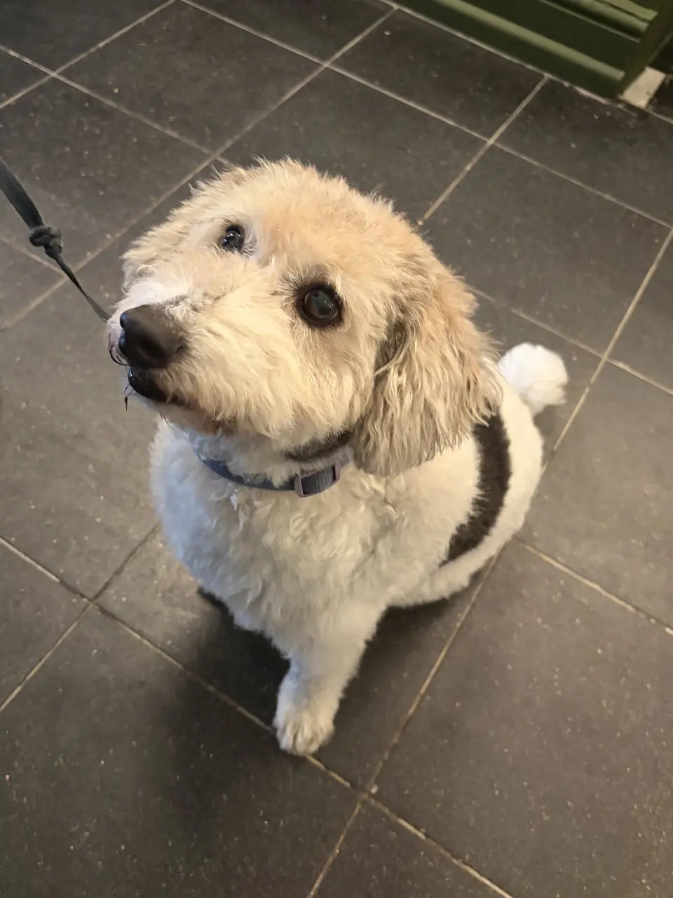 A white and grey shaggy dog with one black patch looking up from the floor