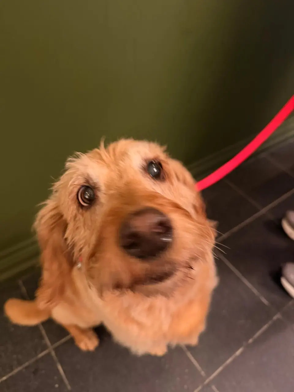 A ginger shaggy dog on a red lead peering into the camera