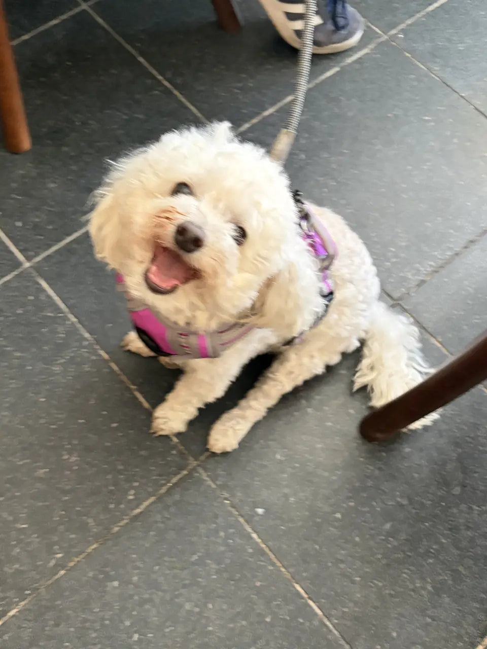 A small white fluffy dog in a pink harness smiling on the café floor
