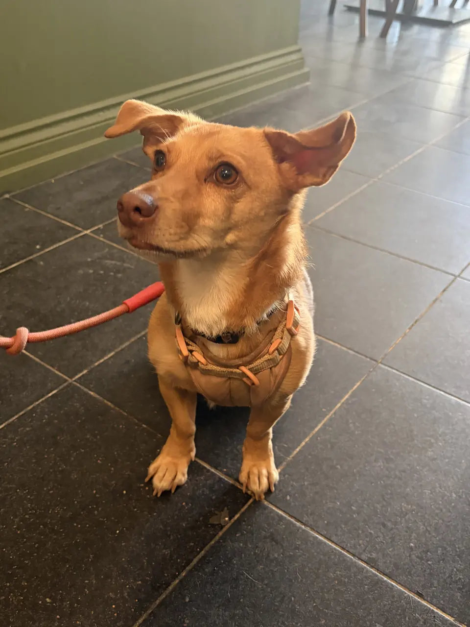 A slim tan dog with folded ears on a red lead by the green wall