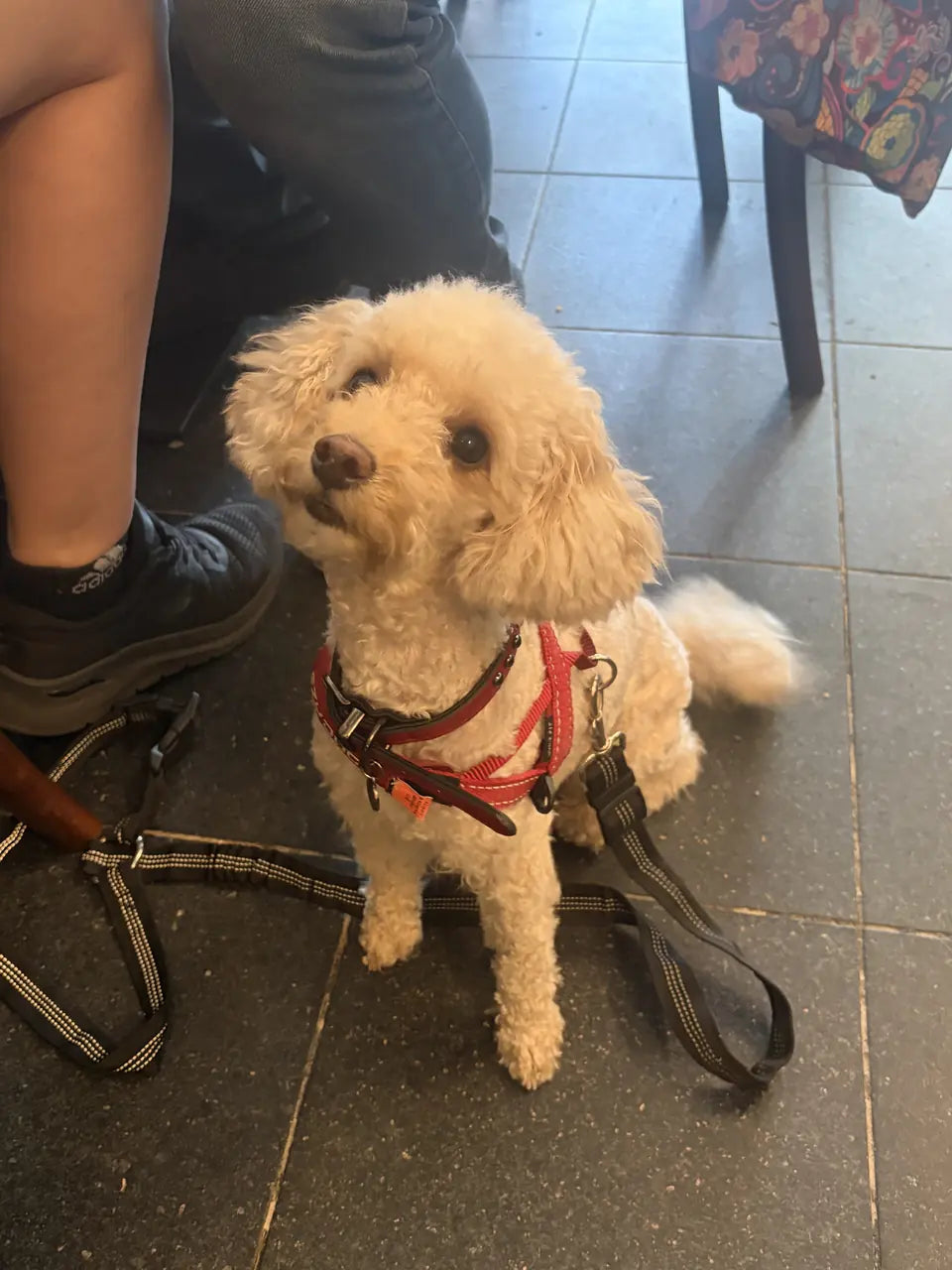 A small cream poodle in a red harness tilting its head under a table