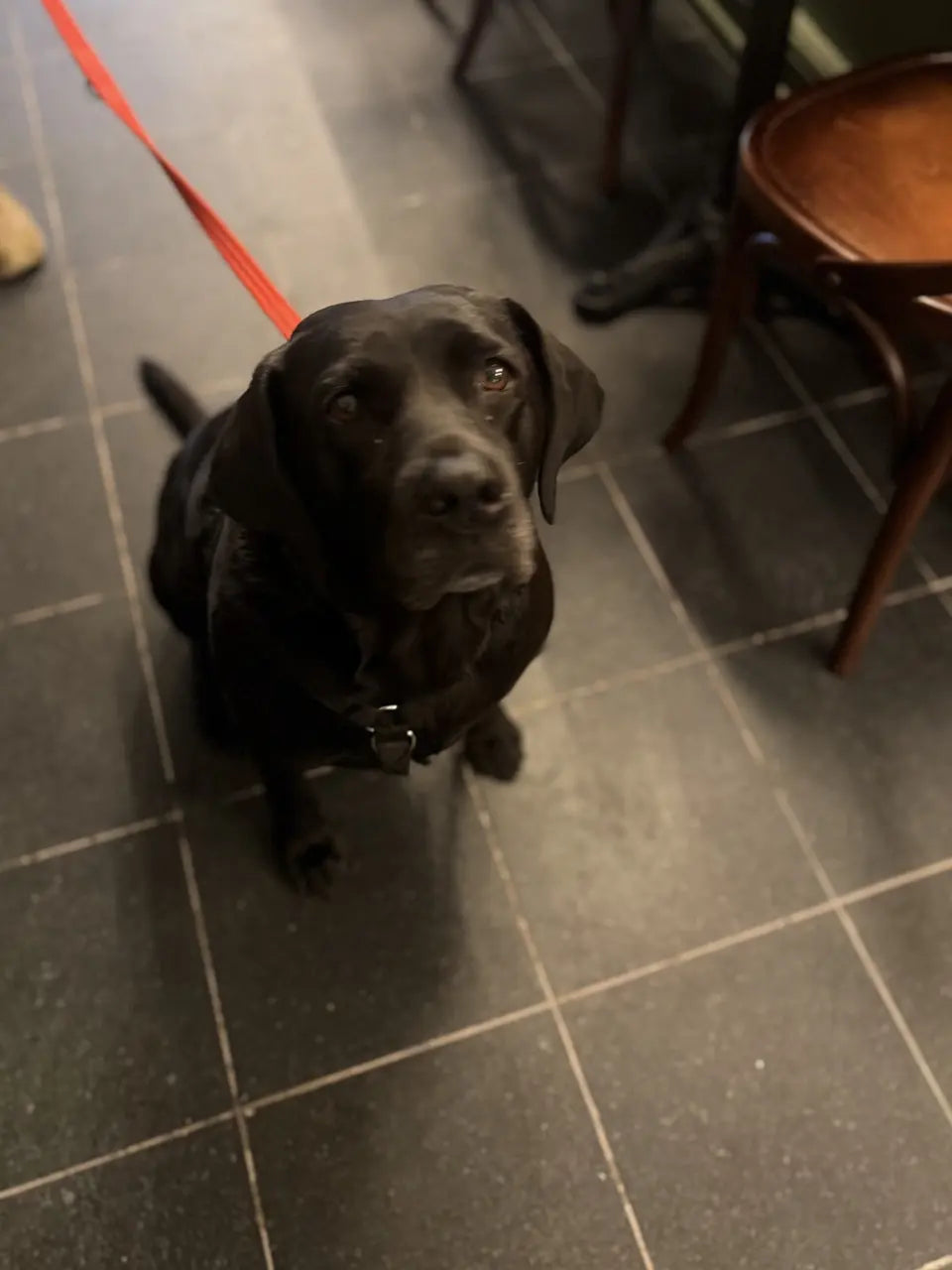 A black Labrador on a red lead sitting by the café chairs