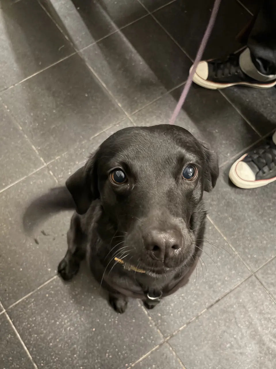 A young black Labrador looking up from the tiled floor