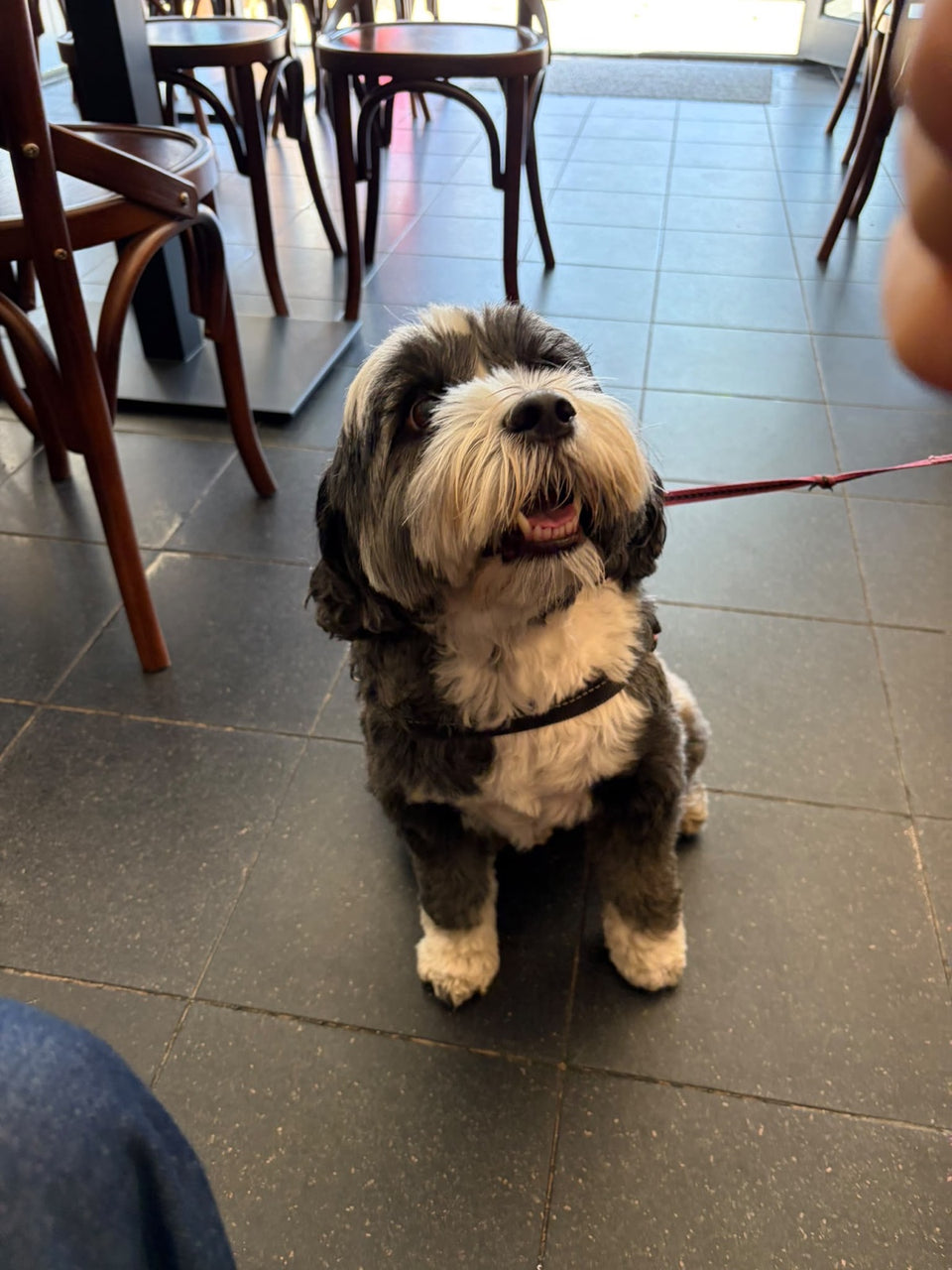 A shaggy grey and white dog in a black harness sitting on a tiled café floor among bentwood chairs